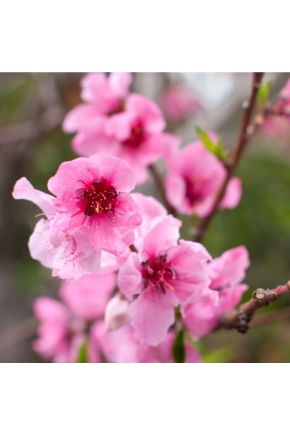 Нектарин Сноу Квін - привабливі рожеві квіти